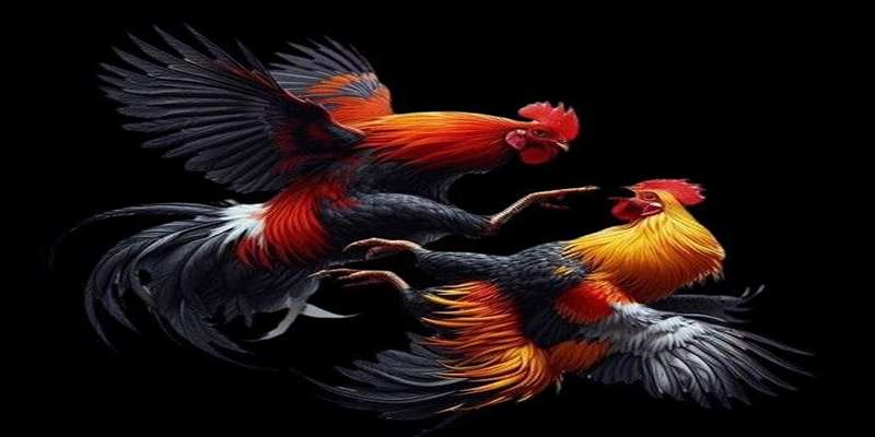 Điểm mặt những đặc điểm nổi bật của đá gà Bình Định